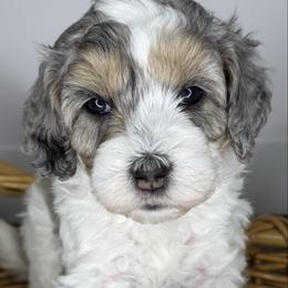 Elsa - female Australian Mountain Doodle puppy in Jerome, Idaho from Tolman Acres