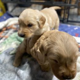 Golden Retriever Puppies from DeClercks Goldens