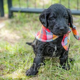 Goldendoodle Puppies from New Moon Farm Goldendoodles