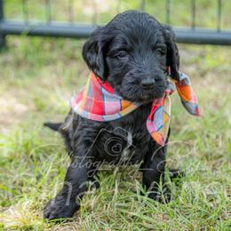 Goldendoodle Puppies from New Moon Farm Goldendoodles