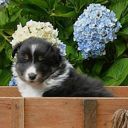 Tri girl - Black white and tan female Shetland Sheepdog puppy in Castle Rock, Washington from RimRanch Shelties