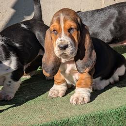 Sarah - Black brown and white female Basset Hound puppy in Polson, Montana from BeautyBea's Flathead Lake Bassets