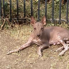 Cavalier King Charles Spaniel, Cocker Spaniel, and Xoloitzcuintli All Grown Up from Shasta Spots and Solids