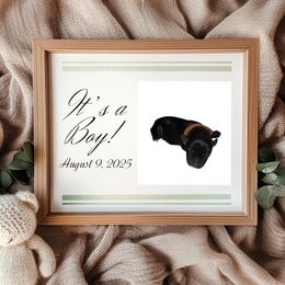 Boy 2 - Black male Miniature Schnauzer puppy in Seguin, Texas from TiKi's Kennel's