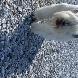 Shatze - Soft Coated Wheaten Terrier