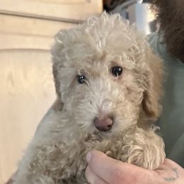Miss. Rue - Cream Goldendoodle puppy in Missouri from B&C Goldendoodles