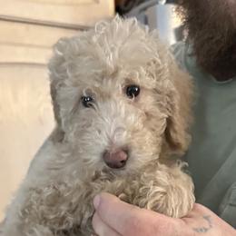 Miss. Rue - Cream Goldendoodle puppy in Missouri from B&C Goldendoodles