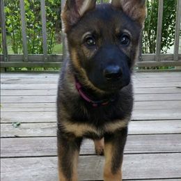 German Shepherd Puppies from LaVere Shepherds