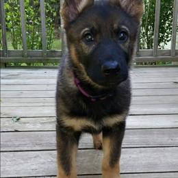 German Shepherd Puppies from LaVere Shepherds