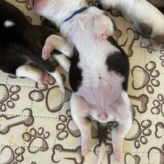 Harrier Puppies from Darkfire Harriers