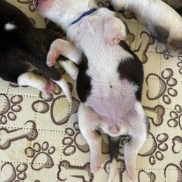 Harrier Puppies from Darkfire Harriers