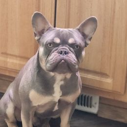 Niro - French Bulldog