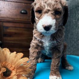 Lady Aurora - Parti female Poodle puppy in Plainwell, Michigan from Northern Heart Standards