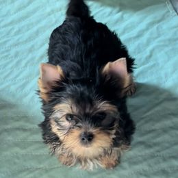 Yorkshire Terrier Puppies from Yvette Copeland's Yorkshire Terriers