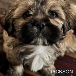 Jackson - Red gold male Lhasa Apso puppy in Waterford, Connecticut from Floofie Butts