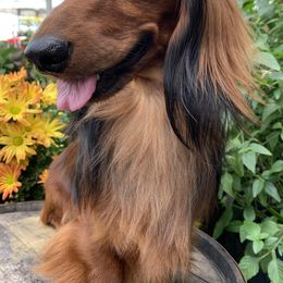 Dachshunds from Atlas Dachs