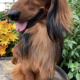 Dachshunds from Atlas Dachs