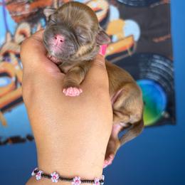 CKC Halo - Chocolate and tan female Shih Tzu puppy in Roseville, Michigan from Diamond Paws LLC