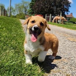 Jay - Red male Pembroke Welsh Corgi puppy in Pine Village, Indiana from NL Horsemanship