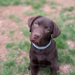 Toffel - Chocolate male Labrador Retriever puppy in Millville, New Jersey from Puzzles Labradors