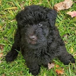 Cole - Mini Whoodle F2 - Black male Whoodle puppy in Tomball, Texas from Texas Puppy Dreams LLC dba Whoodles and Co.