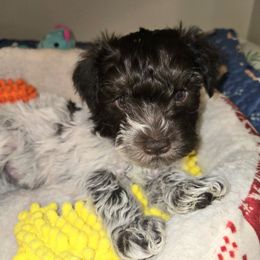 Isabella - Parti female Miniature Schnauzer puppy in Graham, Washington from Olivia's Miniature Schnauzer's and French Bulldogs