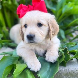 Australian Labradoodle, Cockapoo, Goldendoodle, and Golden Retriever Puppies from Hope Lane Kennels