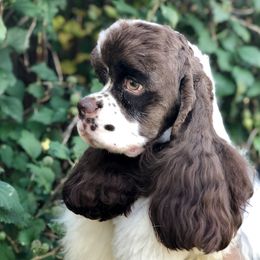Bobbie - Cocker Spaniel