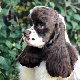 Bobbie - Cocker Spaniel