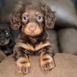 Jessie (Nellie) - Chocolate and tan female Dachshund puppy in Live Oak, Florida from Johnson’s Weiner Farm