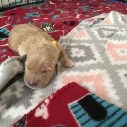 Girl 4 - Golden Retriever puppy in Argyle, Texas from Randalls Golden Retrievers