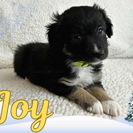 Joy - Black tri female Miniature Australian Shepherd puppy in Millington, Tennessee from Goading Glee Glade