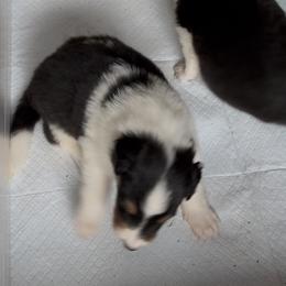Elisheva - Black white and tan male Collie puppy in Malvern, Arkansas from Lost Acres Collies