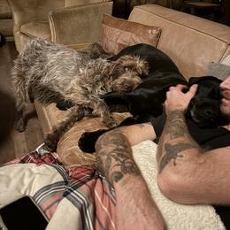 Wirehaired Pointing Griffons from DOGS COUNTRY GRIFFS