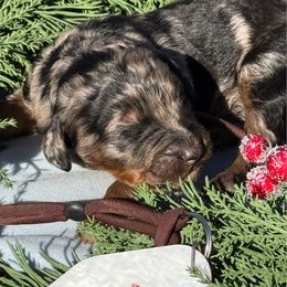 Miles - Merle male Bernedoodle puppy in Wilkesboro, North Carolina from Bernedoodle Love Puppies