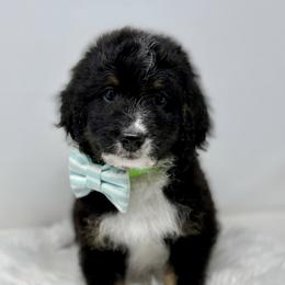 Milo - Tri-color male Bernedoodle puppy in Sterling, Colorado from North 40 Doodles