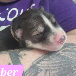 Amber - Agouti and white female Siberian Husky puppy in Louisville, Kentucky from Xavier's Home for Gifted Huskies