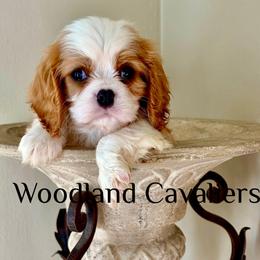 Parker - Blenheim male Cavalier King Charles Spaniel puppy in Newbury Park, California from Woodland Cavaliers