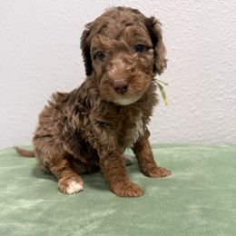 Huda - Merle female Goldendoodle puppy in Moreno Valley, California from Rainbow SoCal Doodles