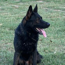 Blitz - German Shepherd