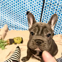 Waverly Hills Sanatorium - Blue female French Bulldog puppy in Deer Park, Texas from Lots of Ropes French Bulldogs