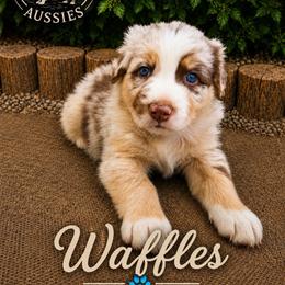 Waffles - Red merle male Australian Shepherd puppy in Cherry Valley, California from Causey Ranch Aussies