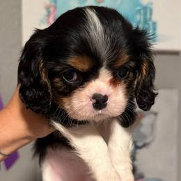 Muchacha - Tri-color female Cavalier King Charles Spaniel puppy in Spring Hill, Florida from Stardom Chihuahuas & CKCS