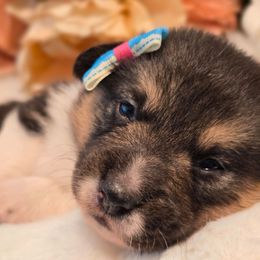 Lily - Black and tan female Pembroke Welsh Corgi puppy in Austin, Texas from Cutest Corgi's of Austin