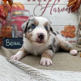 Beau - Blue merle male Australian Shepherd puppy in Purcell, Oklahoma from Lewis Aussie’s & Corgi’s