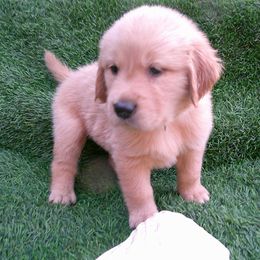 Emerald - Dark golden male Golden Retriever puppy in Salem, Oregon from Oregon Rose Goldens