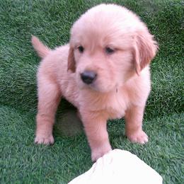 Emerald - Dark golden male Golden Retriever puppy in Salem, Oregon from Oregon Rose Goldens