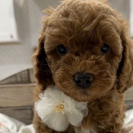 Bernedoodles and Goldendoodles from Rose canyon doodles