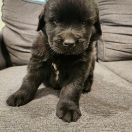 Brody (blue) - Black male Newfoundland puppy in Newmanstown, Pennsylvania from Mufasa's Pride (Newfoundland breeder)