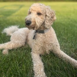 Goldendoodle Puppies from Kindred Goldendoodles
